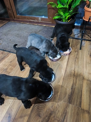 Cane corso de vanzare - imagine 2