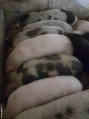 soldanei 12 săptămâni 320 lei 