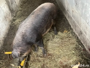 porc de vanzare 