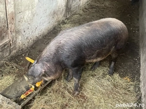 porc de vanzare  - imagine 2