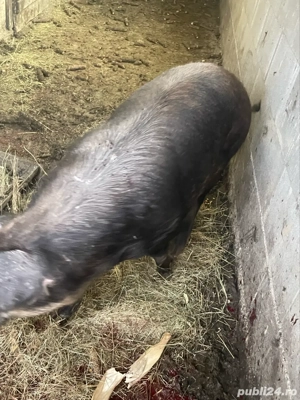 porc de vanzare  - imagine 4