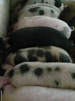 purcei 12 săptămâni 320 lei