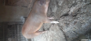 vând porc  - imagine 2