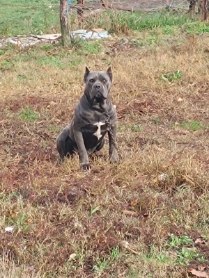 Cane corso de vanzare - imagine 3