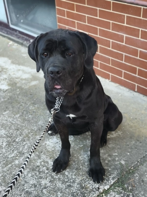 Cane corso de vanzare - imagine 5