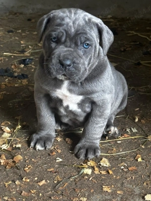 Cane corso de vanzare - imagine 4