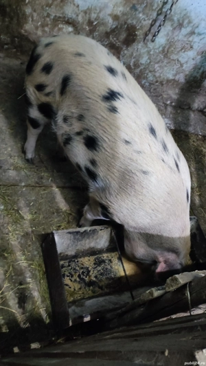 Vand o purcea de aproximativ 130 kg. - imagine 2