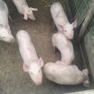 vănd purcei 9 săptămăni  - imagine 2