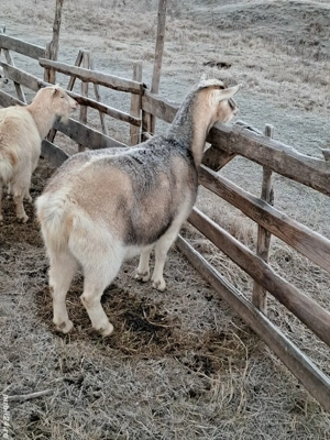 Oaie si capră  - imagine 2