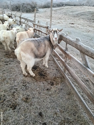 Oaie si capră  - imagine 3