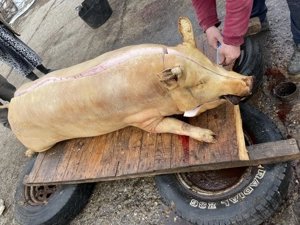 Porci de vanzare crescuti natural, posibilitatea taieri la domiciliu de catre noi, transport gratuit - imagine 3