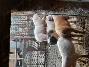 De vanzare purcei de 8 saptamani - imagine 2