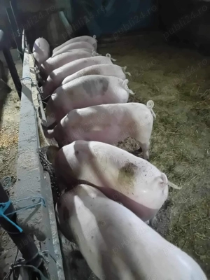 Porci de vanzare crescuti natural, posibilitatea taieri la domiciliu de catre noi, transport gratuit