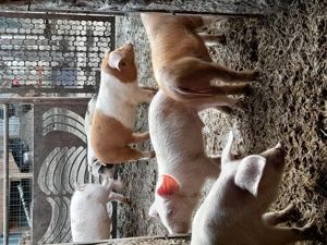 De vanzare purcei de 8 saptamani - imagine 3