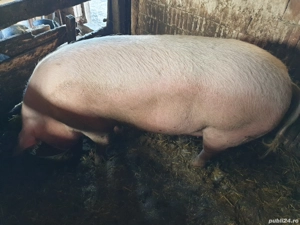 vând porci grași  - imagine 2