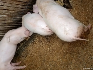 vand purcei de 12 săptămâni 