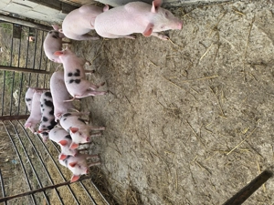 Vând purcei 8 săptămâni  - imagine 3