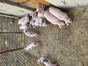 Vând purcei 8 săptămâni  - imagine 2