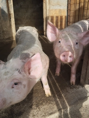 Purcei de vanzare pereche - imagine 2