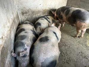 Porci de vânzare  - imagine 2