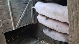 Porci de vanzare - imagine 2