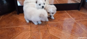 bichoni de vanzare - imagine 2