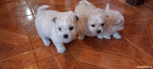 bichoni de vanzare - imagine 3