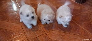bichoni de vanzare - imagine 4