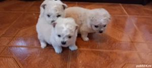 bichoni de vanzare - imagine 5