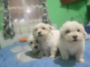 Ne cautam căsuțe.  - imagine 2