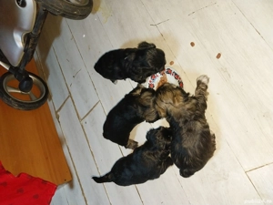 pui bisoni de vanzare