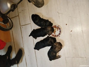 pui bisoni de vanzare - imagine 2