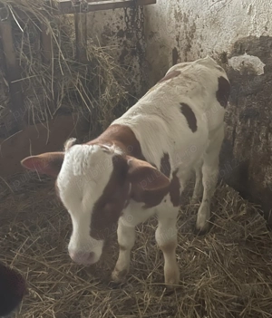 Vând tăuraș 8 săptămâni! - imagine 2