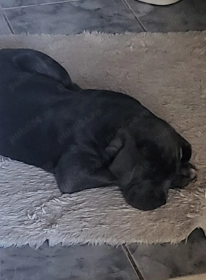 De vânzare Cane Corso  - imagine 3