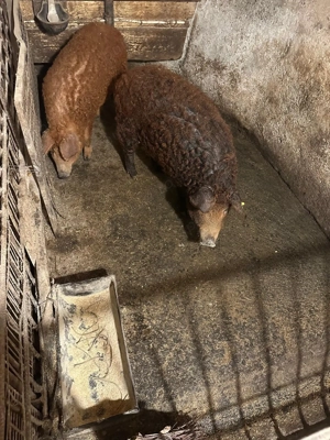 Vând porc mangaliță  - imagine 4