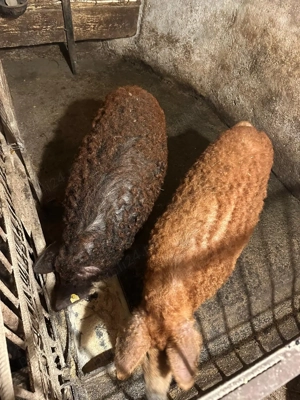 Vând porc mangaliță  - imagine 3