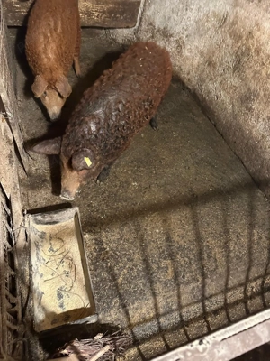 Vând porc mangaliță 