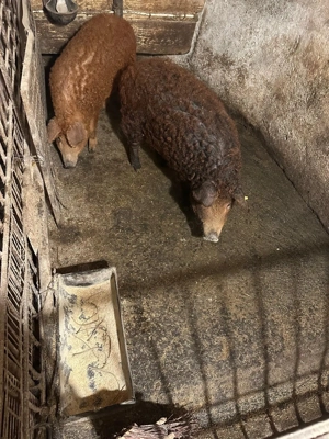 Vând porc mangaliță  - imagine 5