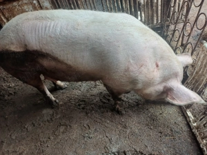 Porc romanesc 