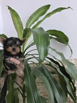 Yorkshire terrier talie mică - imagine 2