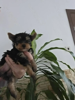 Yorkshire terrier talie mică - imagine 3