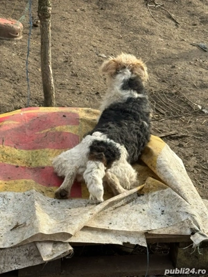 femela gestanta  - imagine 4