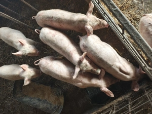 Vând purcei de rasa 