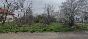 Vand teren de 1500 mp in Caciulati, comuna Moara Vlasiei, jud. Ilfov - imagine 3