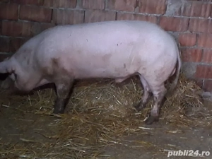   vand sau schimbi vier sau schimb cu vitei sau ponei sau lucerna - imagine 3