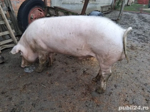   vand sau schimbi vier sau schimb cu vitei sau ponei sau lucerna - imagine 4