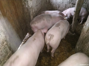 Vand suldani + - imagine 3