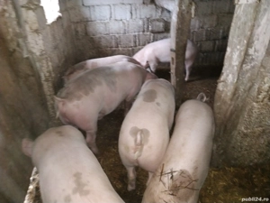 Vand suldani 50-60kg +