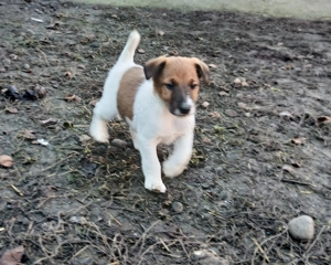 Foxterrier cu păr neted 