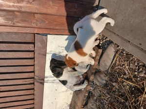 Foxterrier cu păr neted  - imagine 4